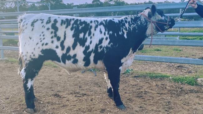 The prized steer crowned the King Street Junior Champion Led Steer Carcass. Photo: Scots PGC College