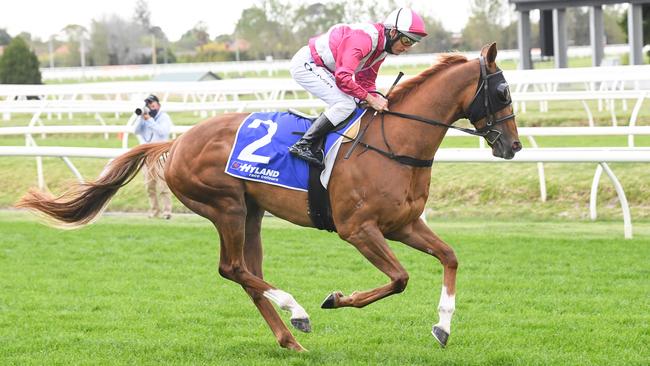 Flashy chestnut Superstorm and jockey Damien Oliver will combine again in the Group 1 Cantala Stakes. Picture: Racing Photos via Getty Images