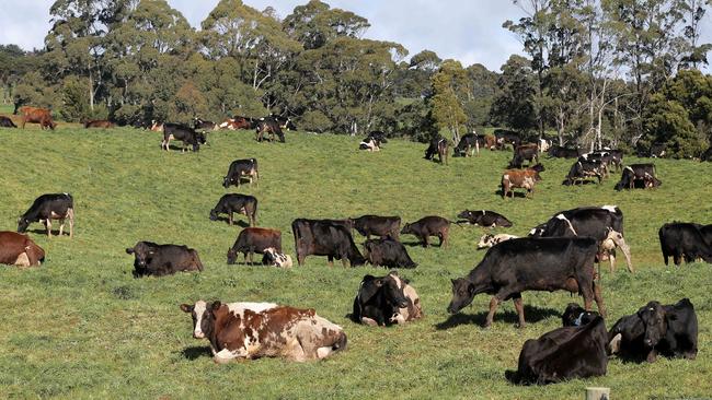 Tasmanian dairy farmers produced a record volume of milk last financial year. Picture: LUKE BOWDEN