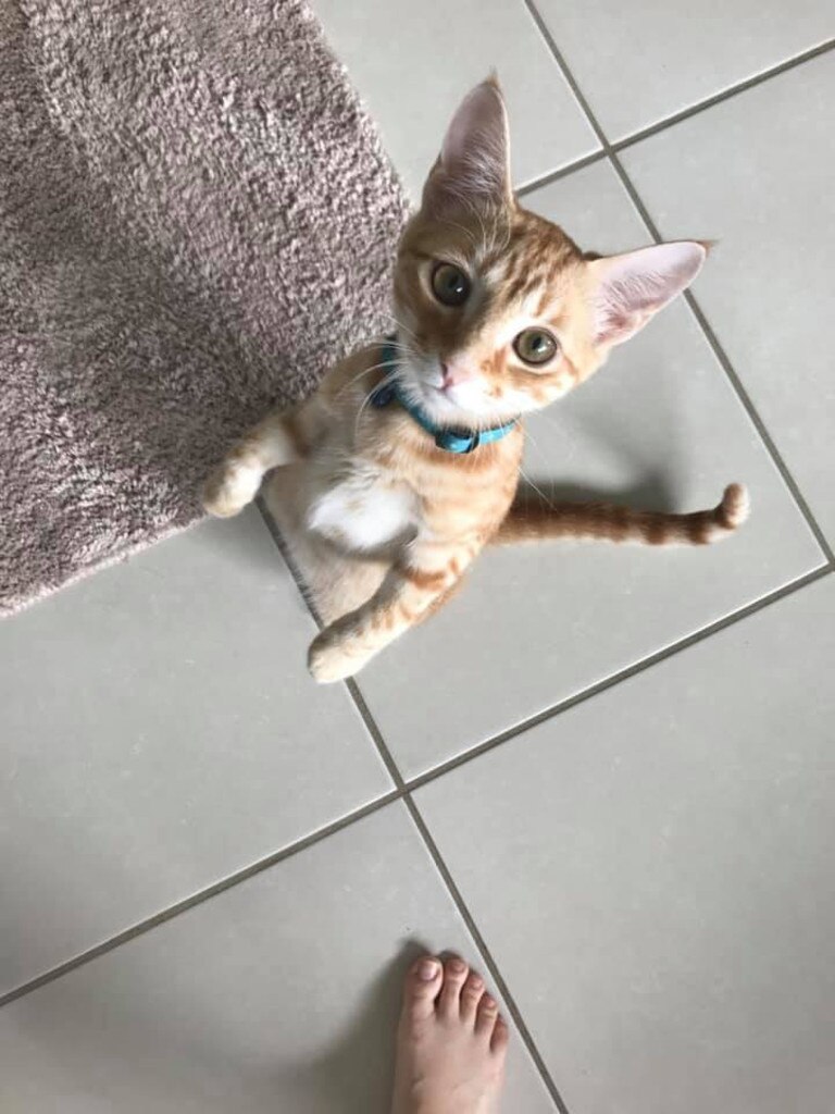 Barnaby my ginger ninja. Picture: Kiya Sumpton. Cutest cats in Redcliffe.