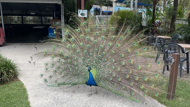 One of the park’s resident peacocks, and for those old enough to remember former Liberal leaders, his name is Andrew. Picture: Chris Knight