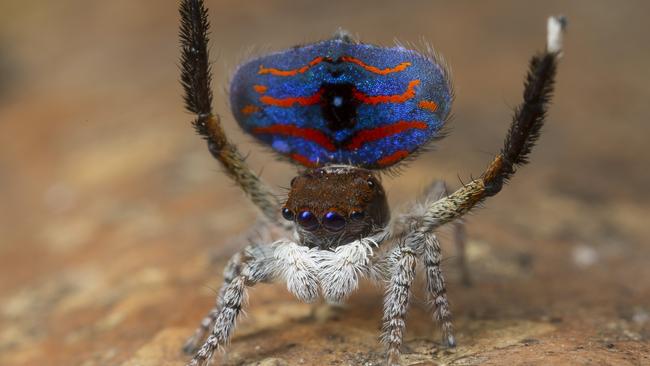 ‘Hey honey, you wanna piece of this?’ WA’s Maratus melindae corus spider. Picture: Jurgen Otto