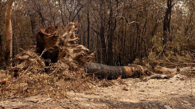 The Department of Transport and Main Roads used thermal imaging to detect trees along Goodwood Road which needed to be bulldozed before they collapse onto the busy route.