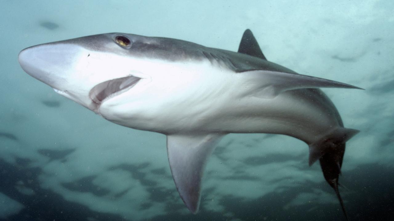 Tope sharks are known for being aggressive. Picture: Alamy