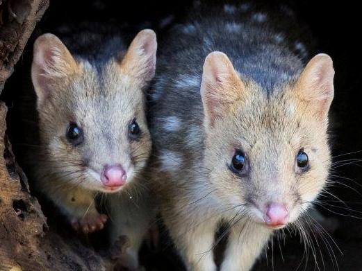 Embargoed for The Sunday Telegraph. Speak to the pictured desk before use.  Aussie Ark in the Barrington Tops is NSW’s largest independently owned and operated conservation organisation and is home to seven keystone species once found in the region. It's aim is to establish a robust insurance population of Australian threatened, native mammal species such as the Tasmanian devil, Eastern quoll and long-nosed potoroo, suitable for semi-wild release into large, predator proof fenced sanctuaries in the Barrington Tops, for eventual reintroduction to the wild.  Quolls