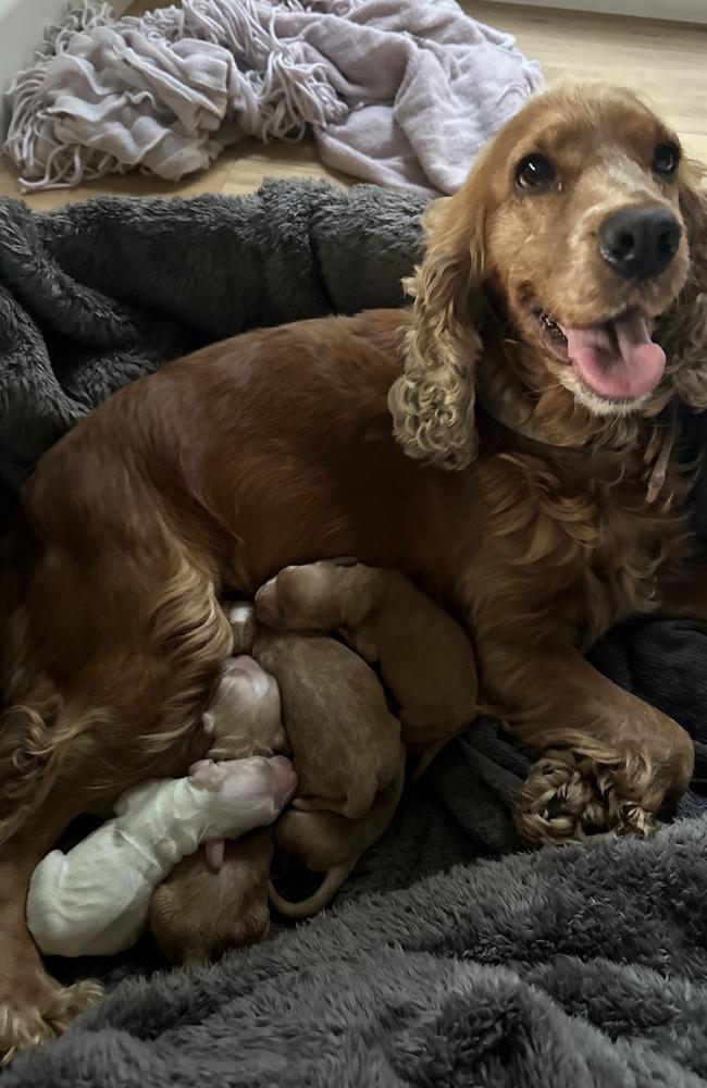 Frankie and her six cocker spaniel puppies. Photo: Chloe Blatchford.