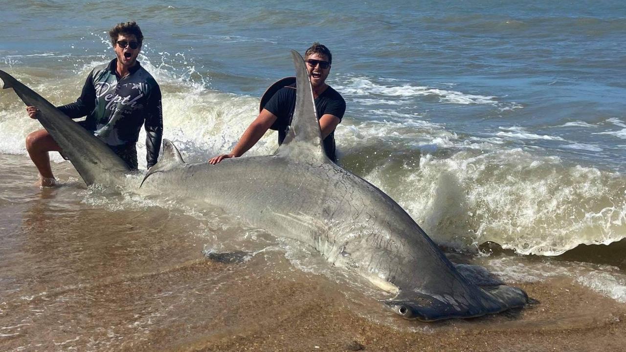 Cairns shark: Huge great hammerhead landed from a Cairns beach | The ...