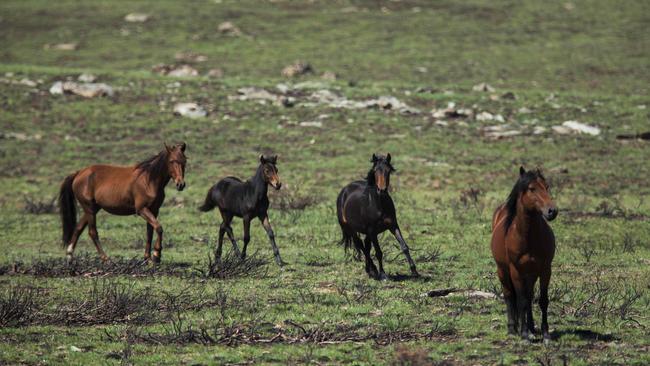 There are concerns about the ecological impact wild horses are having on the Victorian alps. Picture: Sean Davey