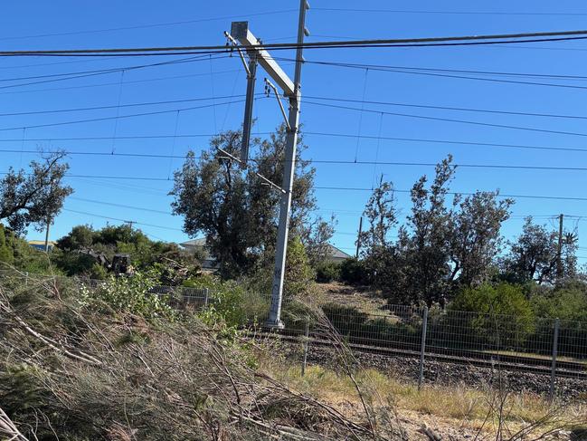 Trees removed from Groves Reserve for a level crossing removal project, where local residents are fighting to save sensitive vegetation. Source: Rosemary West