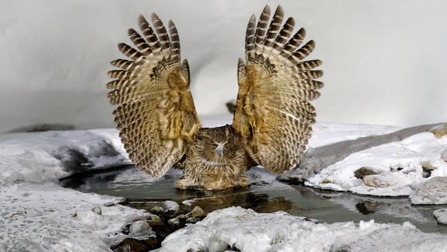 Blakiston's Fish-Owl. Picture: Supplied/World of Birds