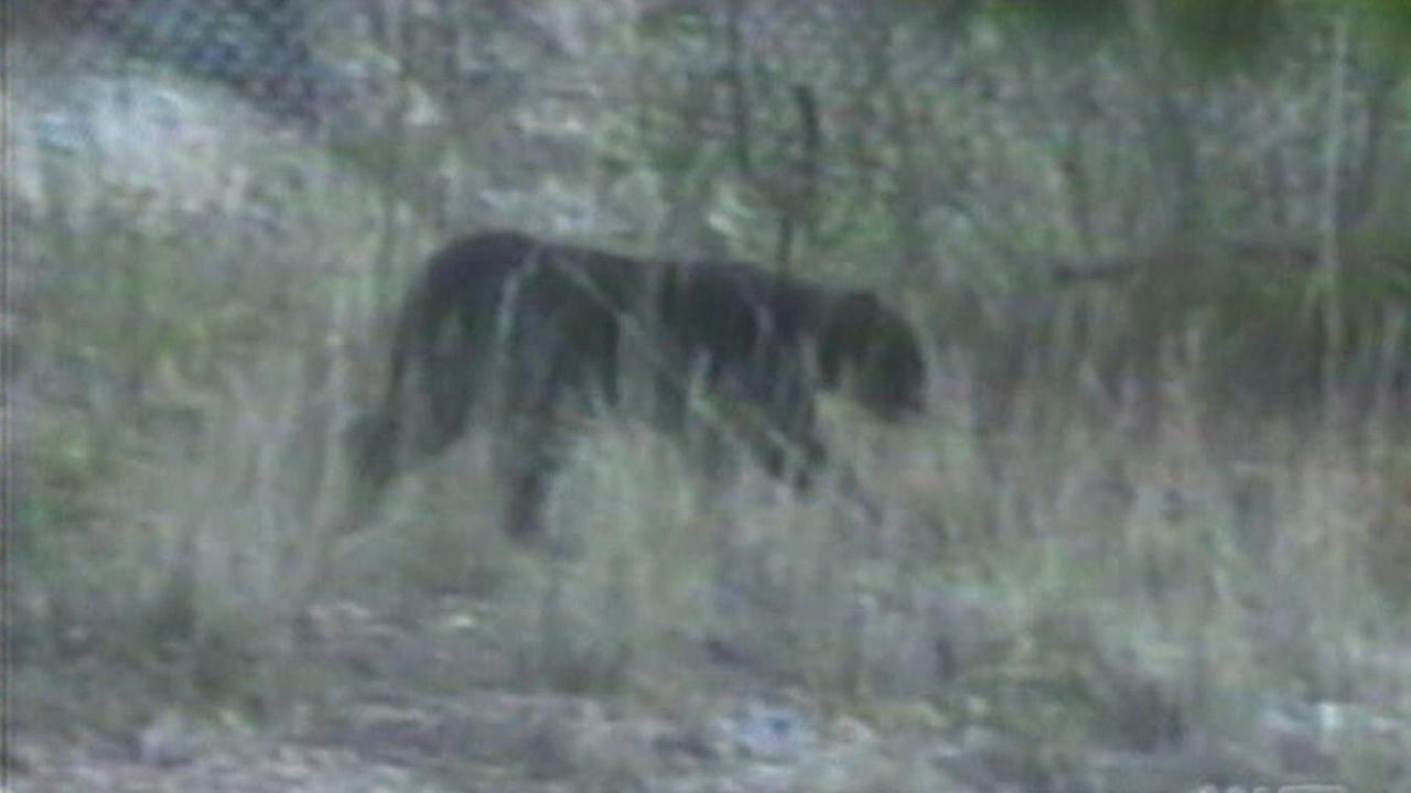 Compelling footage of what people say is the Lithgow panther, from 2001. Picture: Supplied