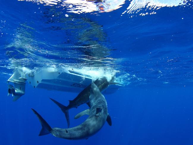 The infamous footage of the Mako Shark eating the Marlin at Port Stephens. For a size guide, the boat is 6.3m long.