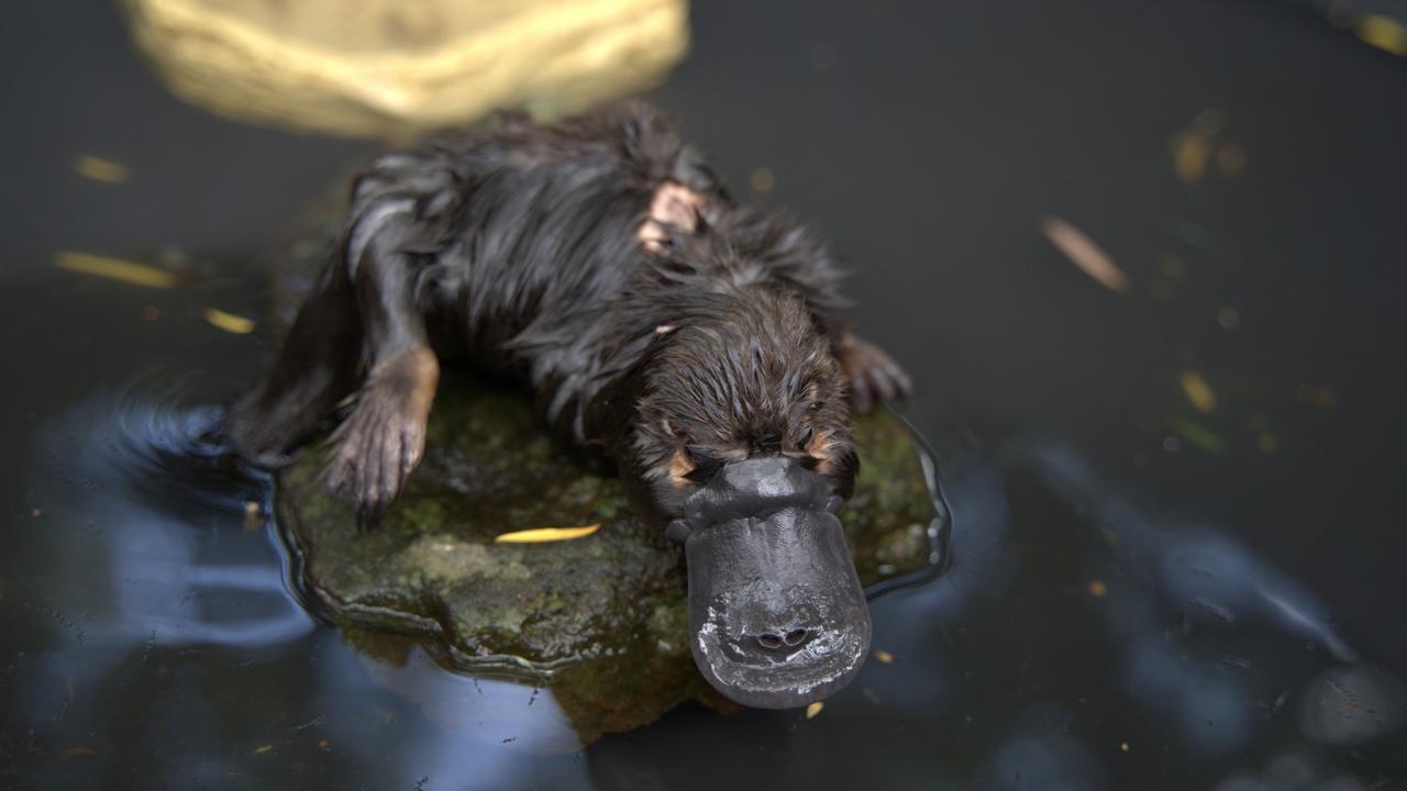Meet the platypus who won’t stop swimming
