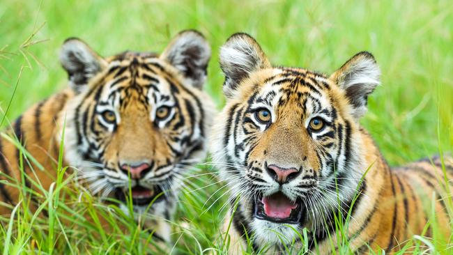 Patrons from today can take one of Dreamworld’s tiger cubs, including (pictured) Javi and Zakari, for a public walk. Picture: Nigel Hallett