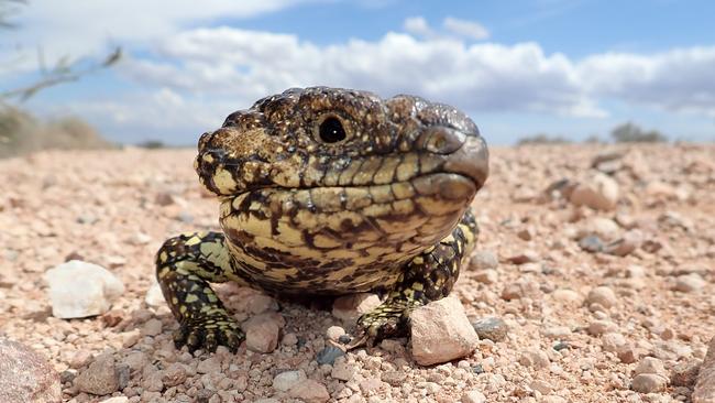 Sleepy lizards can fetch up to $3000 in China. Picture: Supplied.