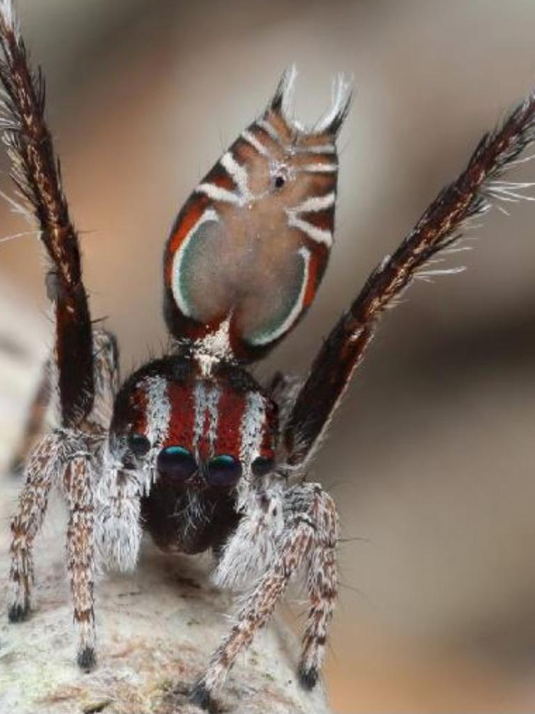 Seven new species of Australia's colourful 'dancing' peacock spider  discovered - ABC News