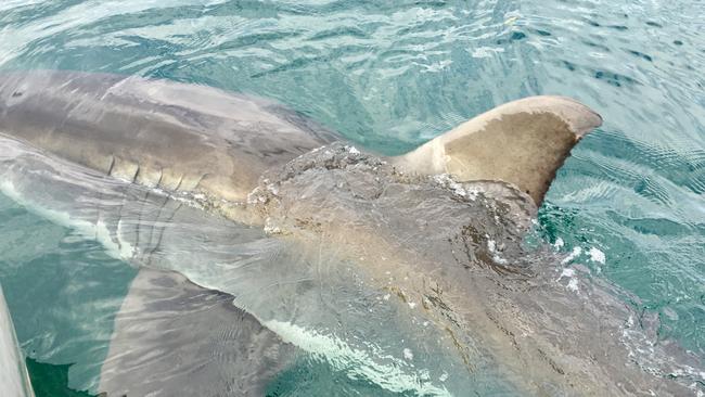 A 4.5 metre white pointer at Memory Cove (near Port Lincoln). Picture: Craig Hughes and Kristen Finch. 