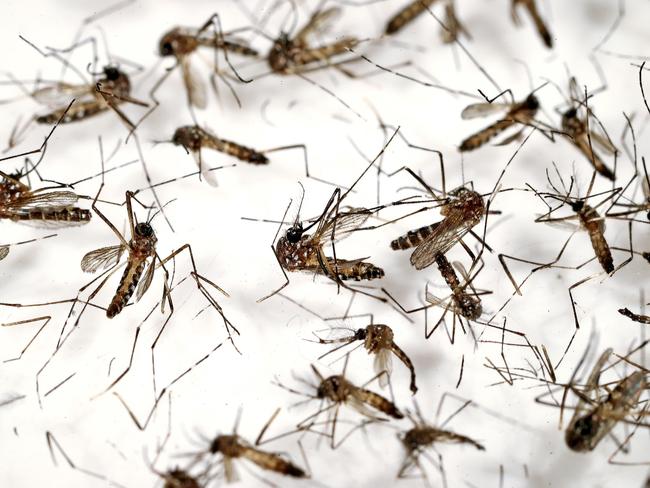 Mosquitoes in the lab facility at Cairns Public Health Unit, William McCormack Place. Photo: Marc McCormack