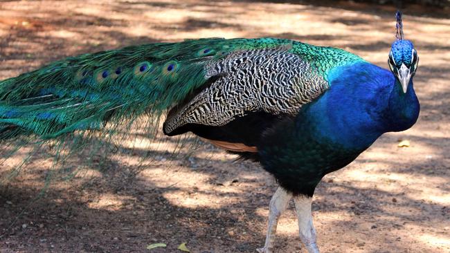 A wild peacock struts its stuff along the side of the Stuart Highway. Picture: Jason Walls