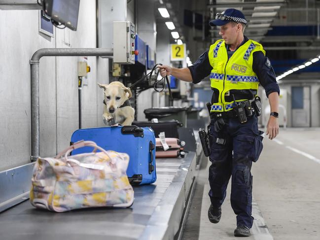 Wednesday 07/02/2024AFP ( Austraian Federal Police) airport operations. Leading Senior Constable Robert Gilroy with sniffer dog, Jester working.Picture: Roy VanDerVegt