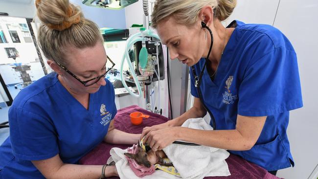 The Byron Wildlife Hospital will be going on the road to various parts of the Northern Rivers and southeast Queensland. Photo: James D Morgan |Getty Images