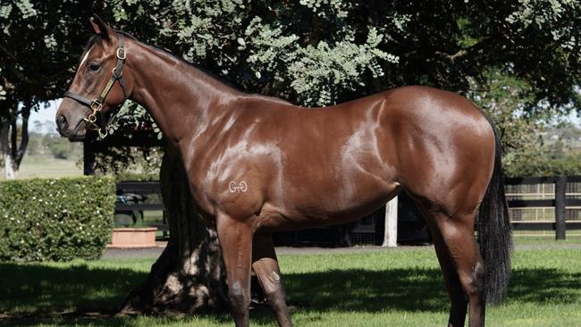 Monte Out'N'About as a yearling. Picture: Inglis