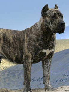 The presa canario breed is also restricted in Victoria.