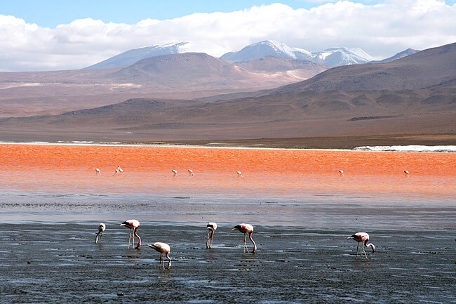 <strong>LAGUNA COLORADA, BOLIVIA</strong> <p>This lake in Bolivia is reddish due to sediments and pigmented algae / Flickr user Carlos Adam</p>