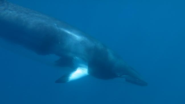 Minke whale season off to a swimming start in Cairns and Far North ...