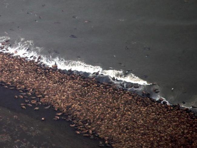 The huge gathering was spotted during an arctic marine mammal aerial survey.