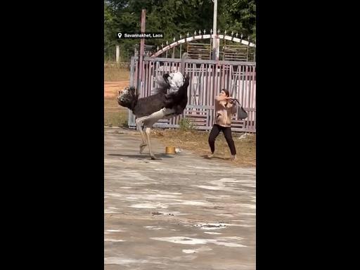 Woman swings her handbag to fight off angry ostrich