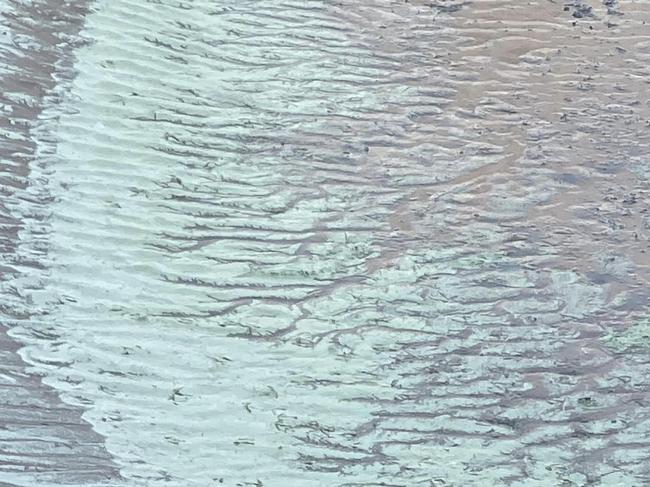 Algae at Evans Head. Picture: Scott and Simone Barker