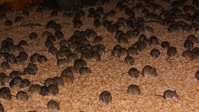 Mouse plague Melbourne: rodent population booming in city and suburbs ...