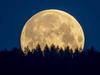 The full moon sets behind trees in the Taunus region near Frankfurt, Germany, Thursday, May 7, 2020. (AP Photo/Michael Probst)