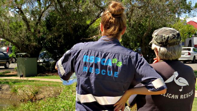 RSPCA's Sammy Kirk and Pelican and Seabird Rescue's Hammy Forrest attend to free a female Australasian Darter with rope around its beak at Einbunpin Lagoon, Sandgate. Photo supplied.