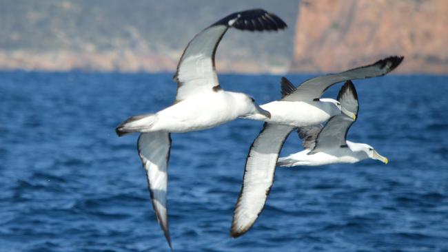 Shy albatross soar off the Freycinet Peninsula. Picture: THOMAS YOUNG