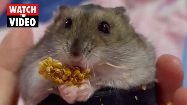 Blissful-looking hamster enjoys snack in sumo suit