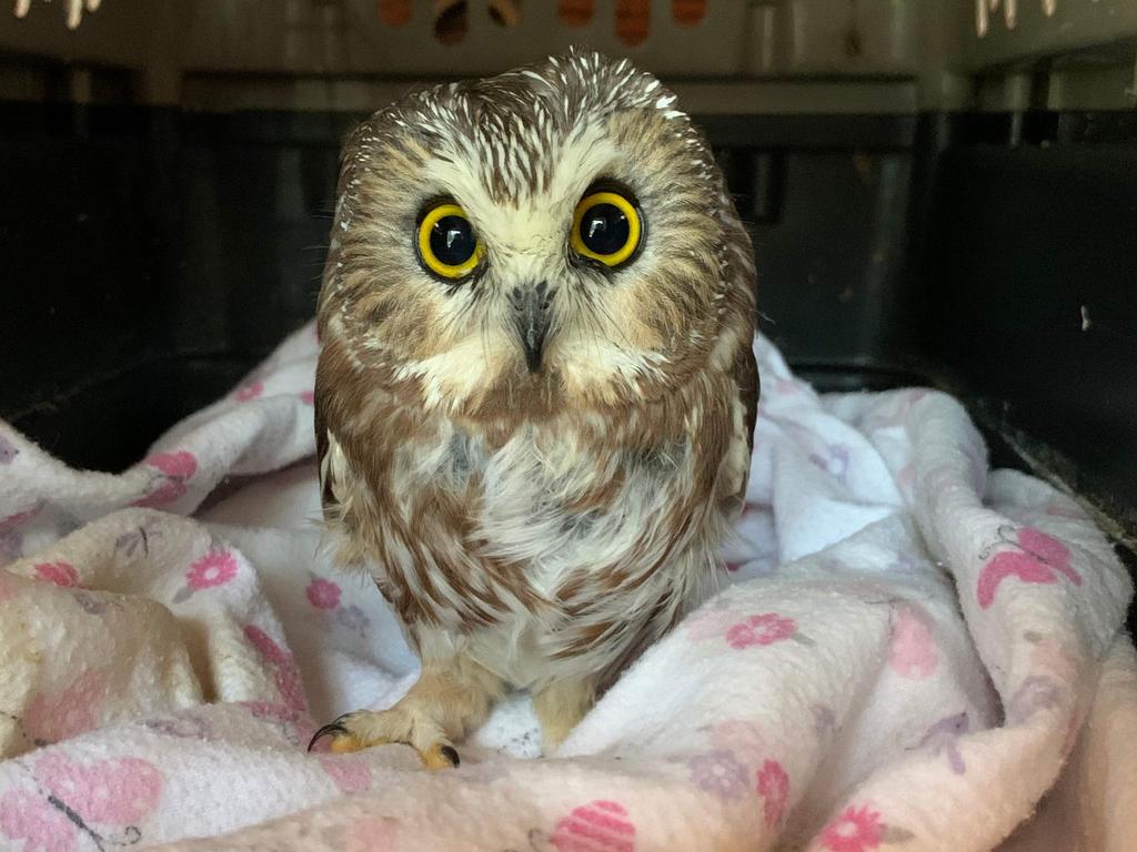 Car trips and horns can be stressful for owls. Picture: Ravensbeard Wildlife Center/AFP