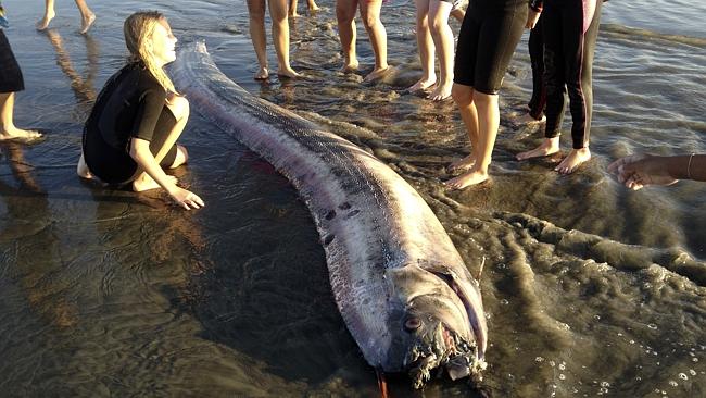 Are California’s Giant Dead Oarfish A Sign Of An Impending Earthquake ...