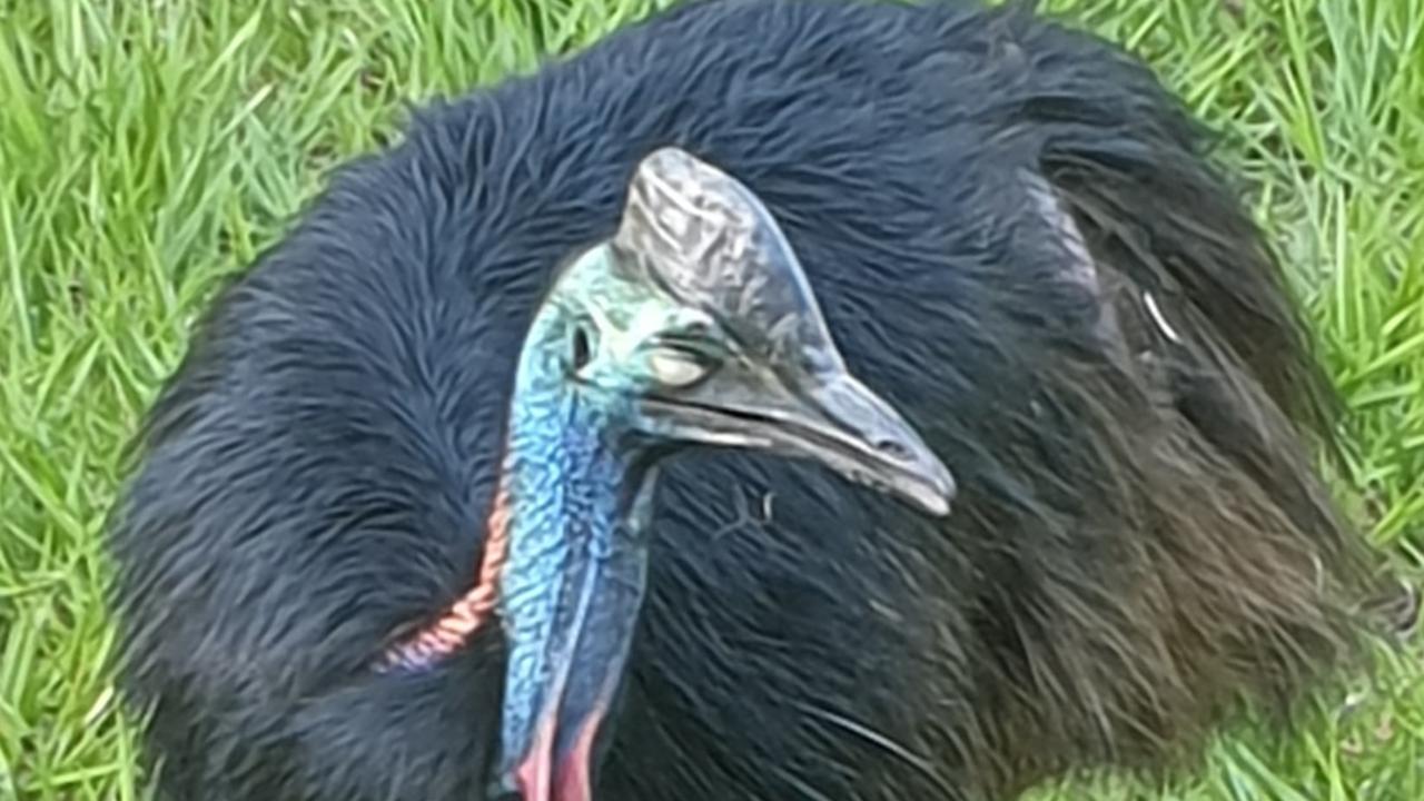 Cassowary fighting for life after hit on Tully road | The Cairns Post