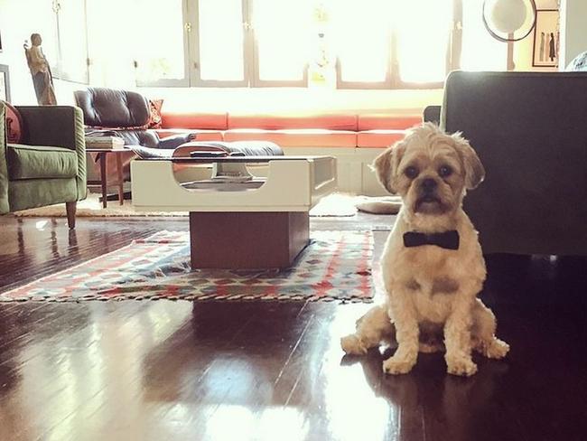 Henry the dog.