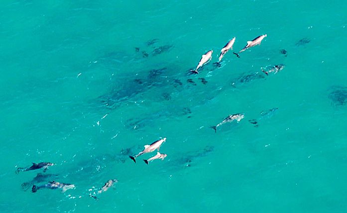 Dolphins head toward Double Island Point in the crystal clear waters of the Coral Sea. Picture: Craig Warhurst