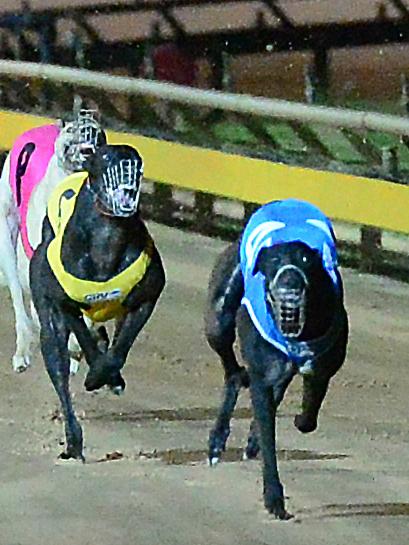 The Baird government has had mixed reactions to its repeal of its own greyhound ban. Picture: Mitch Bear