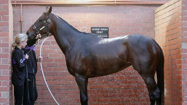 Winx gets a wash down after track work. Picture: Alex Coppel