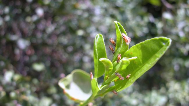 Asiatic citrus psyllid Picture: Andrew Beattie, University of Western Sydney