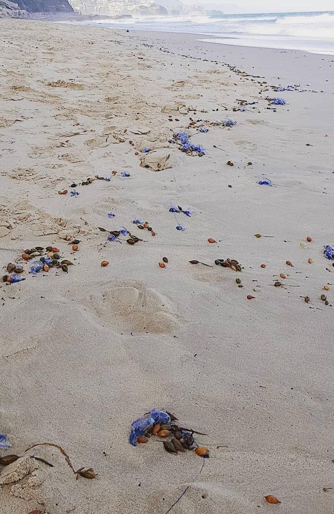 Bluebottles washed up onto the sand are lining Sydney beaches. Picture Instagram 