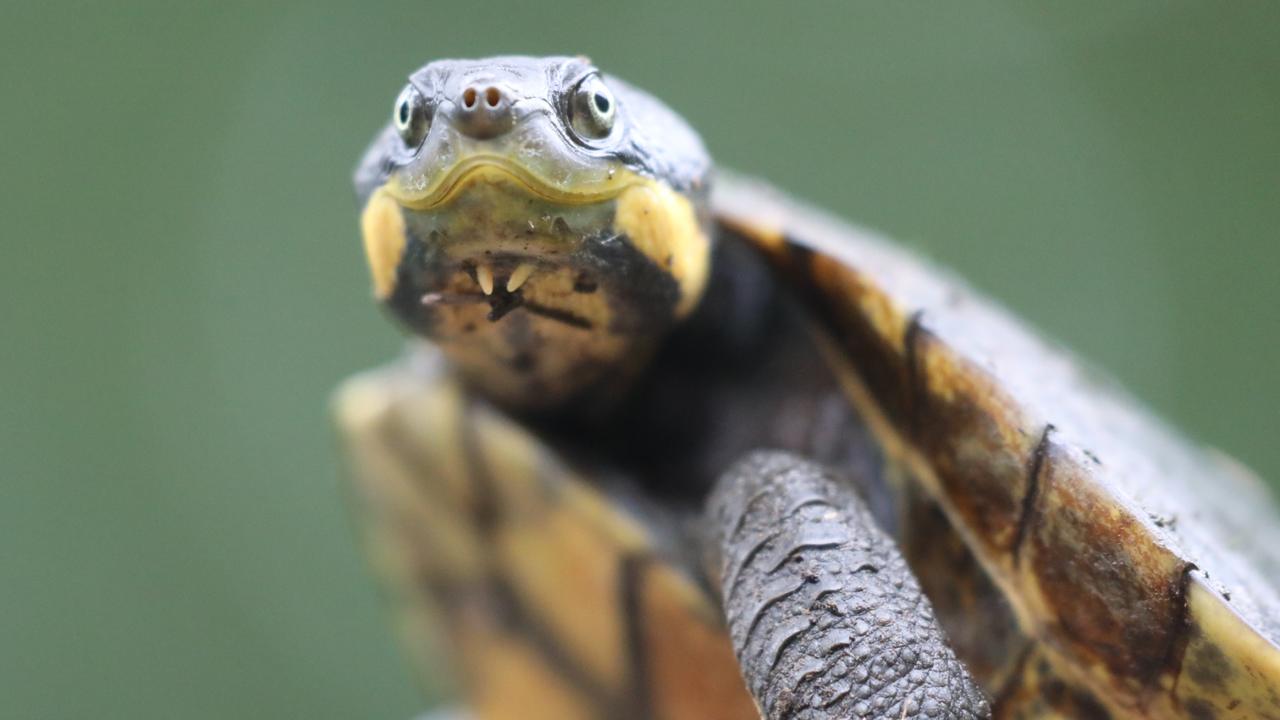 Aussie Ark’s captive breeding program helps endangered frogs, turtle ...