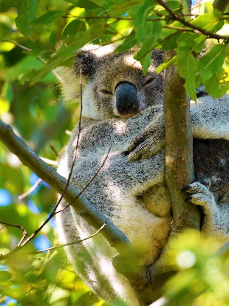 The national koala population has dwindled to less than 250,000 according to the latest data. Picture: Stuart Blanch