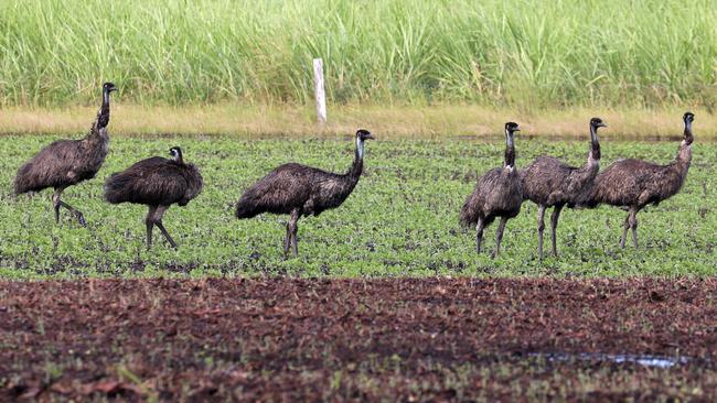 Part of a 16 strong mob of emu's taken from the Brooms Head Rd on February 20, 2021. Photo: Steve Ward.