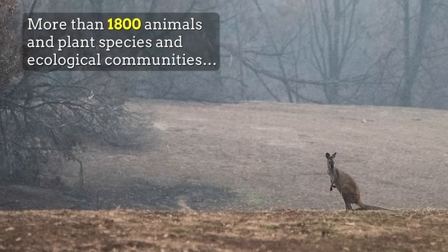 Black Summer bushfires an ecological disaster